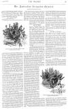 Graphic Saturday 21 January 1893 Page 15