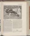 Landswoman Saturday 01 November 1919 Page 17