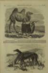 Illustrated London News Saturday 03 January 1857 Page 4