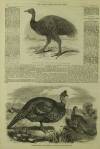 Illustrated London News Saturday 24 July 1858 Page 8