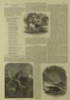 Illustrated London News Saturday 10 November 1860 Page 4