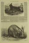 Illustrated London News Saturday 03 July 1869 Page 13