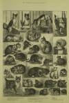 Illustrated London News Saturday 18 October 1884 Page 5
