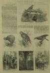 Illustrated London News Saturday 02 October 1886 Page 21