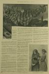 Illustrated London News Saturday 21 October 1893 Page 9