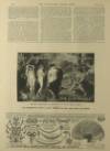 Illustrated London News Saturday 07 March 1896 Page 25