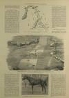 Illustrated London News Saturday 23 June 1900 Page 7