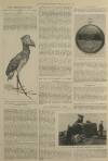 Illustrated London News Saturday 23 March 1901 Page 7