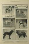 Illustrated London News Saturday 26 October 1901 Page 21