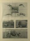 Illustrated London News Saturday 11 October 1902 Page 21
