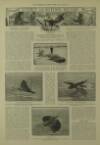 Illustrated London News Saturday 16 February 1907 Page 14