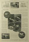 Illustrated London News Saturday 10 February 1912 Page 11
