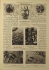 Illustrated London News Saturday 21 February 1914 Page 19