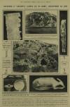 Illustrated London News Saturday 14 July 1923 Page 13