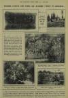 Illustrated London News Saturday 01 August 1925 Page 33