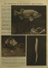 Illustrated London News Saturday 17 May 1952 Page 26