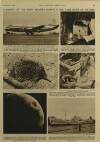 Illustrated London News Saturday 21 February 1953 Page 23