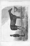 Illustrated Sporting and Dramatic News Saturday 23 May 1874 Page 12