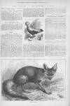 Illustrated Sporting and Dramatic News Saturday 13 March 1875 Page 20