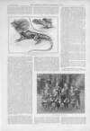 Illustrated Sporting and Dramatic News Saturday 24 August 1895 Page 15