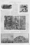 Illustrated Sporting and Dramatic News Saturday 18 May 1907 Page 5