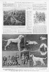 Illustrated Sporting and Dramatic News Saturday 01 May 1909 Page 11