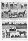 Illustrated Sporting and Dramatic News Saturday 25 February 1911 Page 7