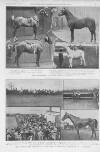 Illustrated Sporting and Dramatic News Saturday 11 March 1911 Page 7