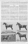 Illustrated Sporting and Dramatic News Saturday 09 March 1912 Page 7