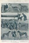 Illustrated Sporting and Dramatic News Saturday 16 March 1912 Page 20