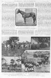 Illustrated Sporting and Dramatic News Saturday 15 November 1913 Page 20