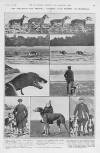 Illustrated Sporting and Dramatic News Saturday 14 January 1922 Page 15