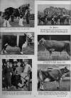 Illustrated Sporting and Dramatic News Wednesday 17 November 1948 Page 23