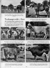 Illustrated Sporting and Dramatic News Wednesday 21 September 1949 Page 6