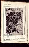 Illustrated War News Wednesday 16 September 1914 Page 22