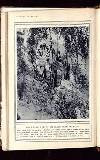 Illustrated War News Wednesday 28 October 1914 Page 12