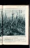 Illustrated War News Wednesday 31 March 1915 Page 21