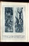 Illustrated War News Wednesday 07 July 1915 Page 16
