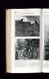 Illustrated War News Wednesday 07 February 1917 Page 42