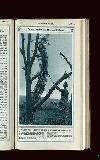 Illustrated War News Wednesday 28 March 1917 Page 19