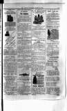 Antigua Standard Sunday 26 October 1884 Page 7
