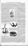 Illustrated Crystal Palace Gazette Monday 01 May 1854 Page 3