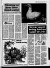 Belfast News-Letter Saturday 03 August 1985 Page 13