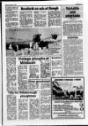 Belfast News-Letter Saturday 03 January 1987 Page 31