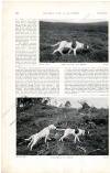 Country Life Saturday 09 October 1897 Page 16