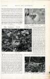 Country Life Saturday 01 July 1899 Page 33