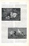 Country Life Saturday 16 June 1900 Page 33