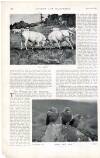 Country Life Saturday 23 June 1900 Page 40