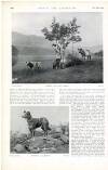 Country Life Saturday 29 December 1900 Page 38