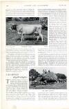 Country Life Saturday 29 December 1900 Page 42